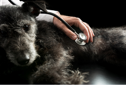 Attn Emergency Veterinarians - Practice Pearls for Common Veterinary Emergencies