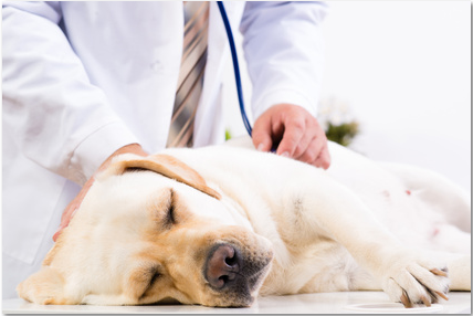 ill-dog-www-veterinarycareerservices-com