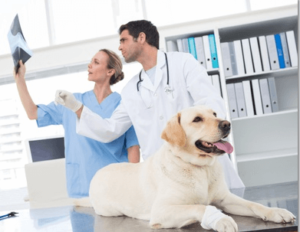 Motivated Veterinary Staff