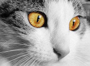 feline corneal disease